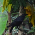 Crow eating pappaya on the tree Royalty Free Stock Photo