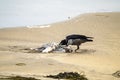 Crow eating a seagull on a sandy beach in Ireland Royalty Free Stock Photo