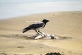 Crow eating a seagull on a sandy beach in Ireland Royalty Free Stock Photo