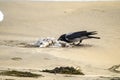 Crow eating a seagull on a sandy beach in Ireland Royalty Free Stock Photo