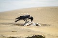 Crow eating a seagull on a sandy beach in Ireland Royalty Free Stock Photo
