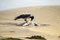 Crow eating a seagull on a sandy beach in Ireland Royalty Free Stock Photo