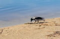 Crow eats a big fish on the shore near the water. A bird pecks a dead fish in the wild