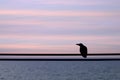 Crow on an electric wire with sea. Royalty Free Stock Photo