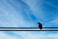 Crow on an electric wire under blue sky background Royalty Free Stock Photo