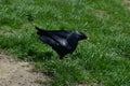 Crow enjoying titbit on grass