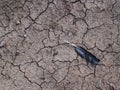 Crow feather on barren dry earth Royalty Free Stock Photo