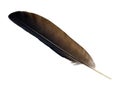 Crow Feather with Clipping Path Royalty Free Stock Photo