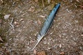 Crow Feather on the Ground