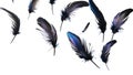 Crow feathers falling in air, isolated on transparent Royalty Free Stock Photo