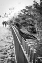 Crow on a fence Royalty Free Stock Photo