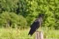 Cawing Crow on a Hot Summer Day Royalty Free Stock Photo