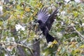 Crow Flapping Wings in Mossy Tree Royalty Free Stock Photo