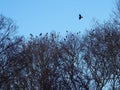 A crow flies above a forest full of crows