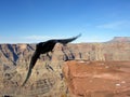 Crow in Flight