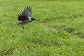 Crow in flight. Black bird.
