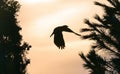 Crow flight, a crow in harmony between a pine and a cypress