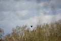 Crow in flight past trees Royalty Free Stock Photo