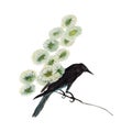 Crow Flower illustration watercolor painting.Watercolor hand painted.illustration of a Bird isolated.