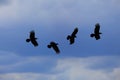 The crow fly on 4 steps on the sky and rainy clouds Royalty Free Stock Photo