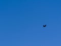 Crow flying against clear blue sky