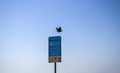 Crow is flying away from parking meter post. Shot was taken in Ajman emirate. UAE