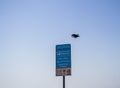 Crow is flying away from parking meter post. Shot was taken in Ajman emirate. UAE