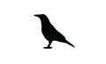 Crow flying bird animal wildlife symbol icon Royalty Free Stock Photo