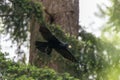 crow flying through cedar trees carrying food