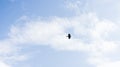 Crow flying through the sky Royalty Free Stock Photo