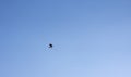Crow flying through the sky Royalty Free Stock Photo