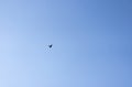 Crow flying through the sky Royalty Free Stock Photo