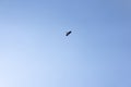 Crow flying through the sky Royalty Free Stock Photo