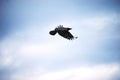 Crow flying in the sky Royalty Free Stock Photo