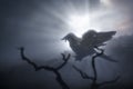 Crow flying in the sky Royalty Free Stock Photo