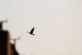 Crow Flying in the Sky Royalty Free Stock Photo