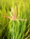 Crow foot grass flower with sunset lighting. Royalty Free Stock Photo