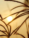 Crow foot grass flowers with sunset background.