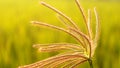 Crow foot grass flowers with sunset lighting. Royalty Free Stock Photo