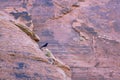 Crow among formations of rocks. Backgrounds, patterns and textures. Stone texture background.