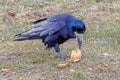 The crow found a package with food