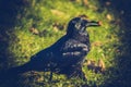 A crow found a special cookie