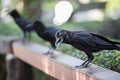 Crow in the garden Royalty Free Stock Photo