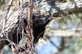 Crow grabbing supplies for nest Royalty Free Stock Photo