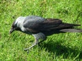 Crow in the grass Royalty Free Stock Photo