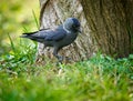 Crow in the grass