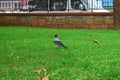 Crow on the grass. crows on herbs.