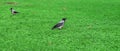 Crow on the grass. crows on herbs.