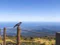 Crow on Hallasan volcano. Jeju island, South Korea