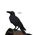 Crow, Hand drawn high quality vector